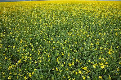 KK对战平台，老板不在家，限定“乐园”套装送送送！