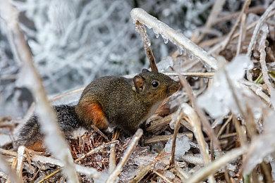 《太空哈利》精神续作《Air Twister》​模式介绍视频